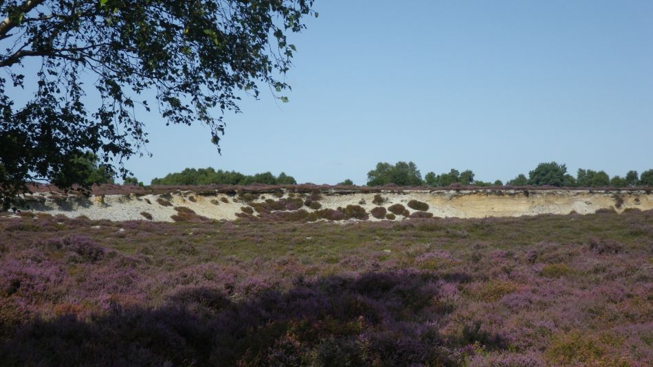 2017-08-20 05 Ipswich Group around Minsmere.jpg
