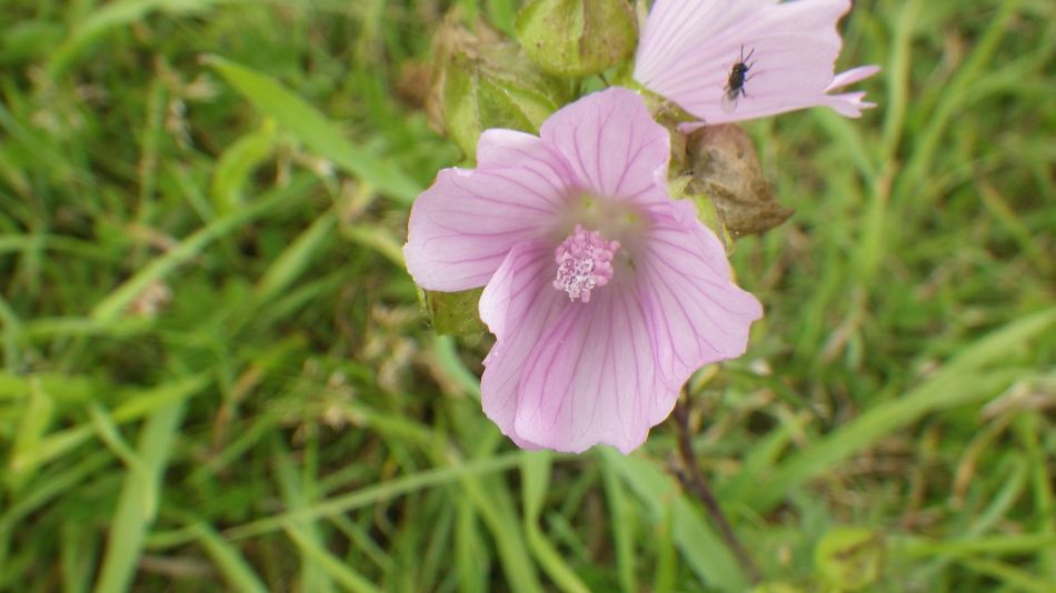 2017-08-20 09 Mallow.jpg