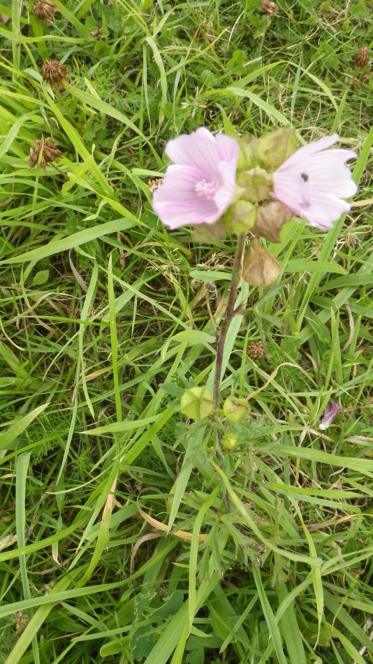 2017-08-20 10 Mallow.jpg