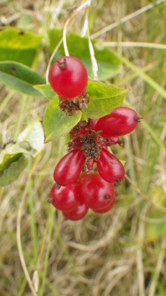 2017-08-20 13 Ipswich Group around Minsmere.jpg