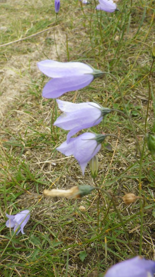 2017-08-20 17 Ipswich Group around Minsmere.jpg
