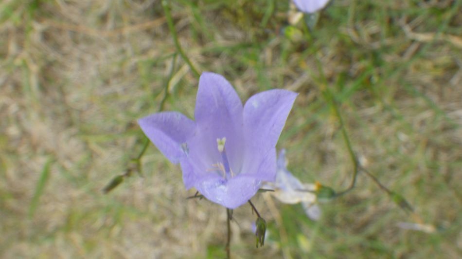 2017-08-20 18 Ipswich Group around Minsmere.jpg