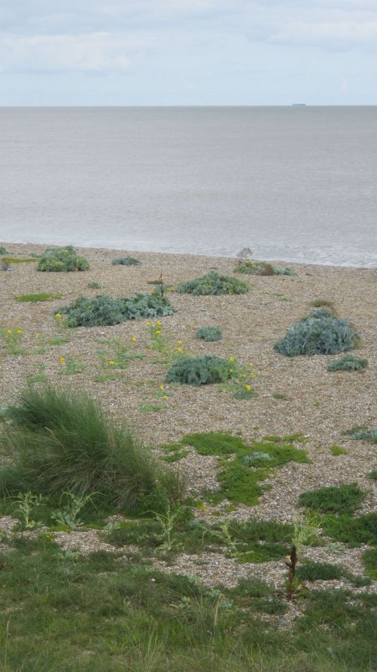 2017-08-20 20 Ipswich Group around Minsmere.jpg