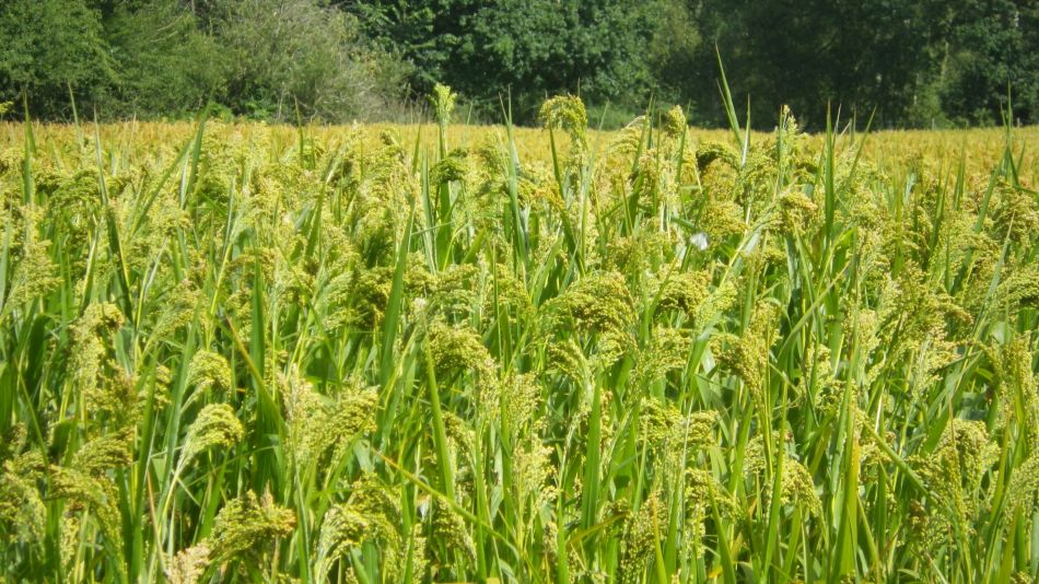 2017-08-20 22 Proso millet.jpg