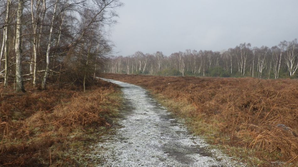 2018-02-07 01 Westleton Woods.jpg