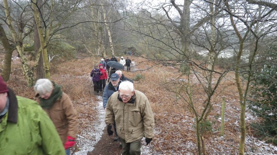 2018-02-07 03 Westleton Woods.jpg