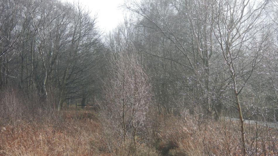 2018-02-07 05 Westleton Woods.jpg