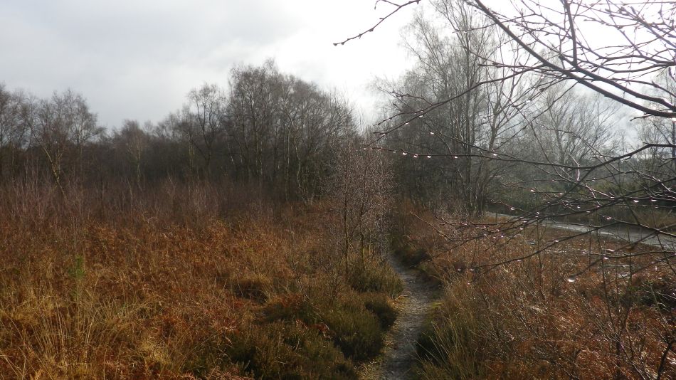 2018-02-07 06 Westleton Woods.jpg