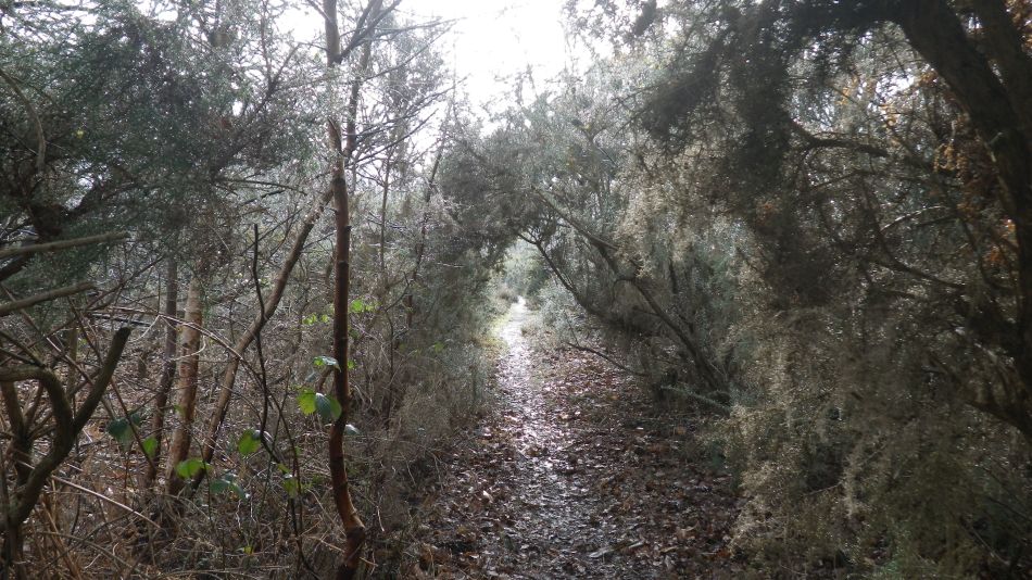 2018-02-07 07 Westleton Woods.jpg