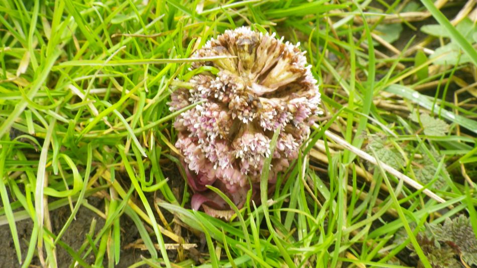2018-03-22 04 Butterbur Petasites hybridus.jpg