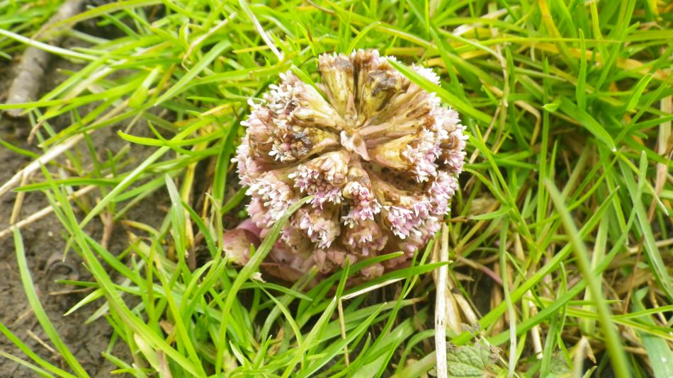 2018-03-22 05 Butterbur Petasites hybridus.jpg