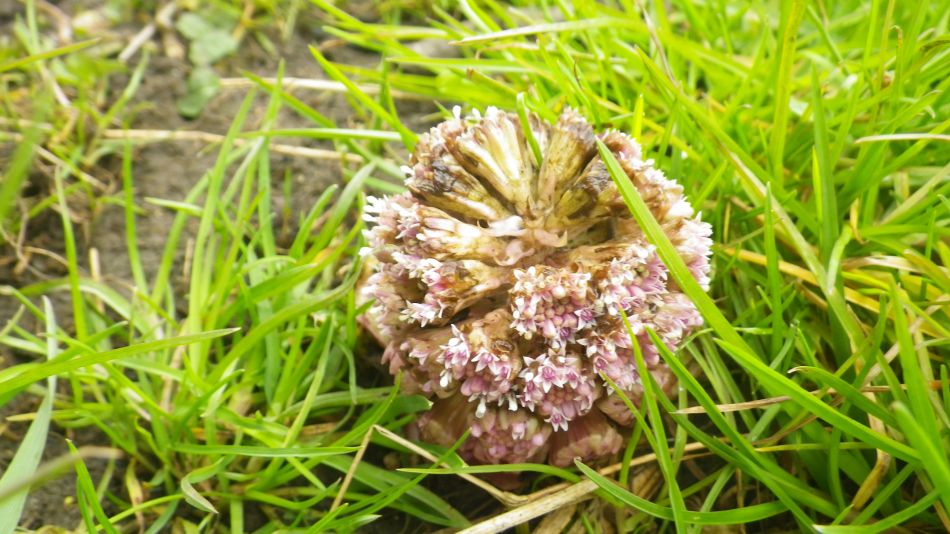 2018-03-22 06 Butterbur Petasites hybridus.jpg