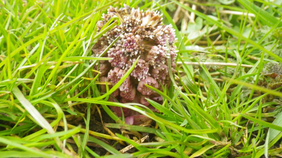 2018-03-22 07 Butterbur Petasites hybridus.jpg