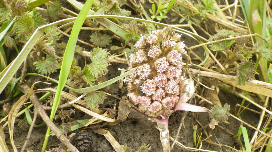 2018-03-22 08 Butterbur Petasites hybridus.jpg