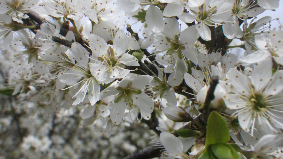 2018-04-23 08 Westleton and Heath.jpg