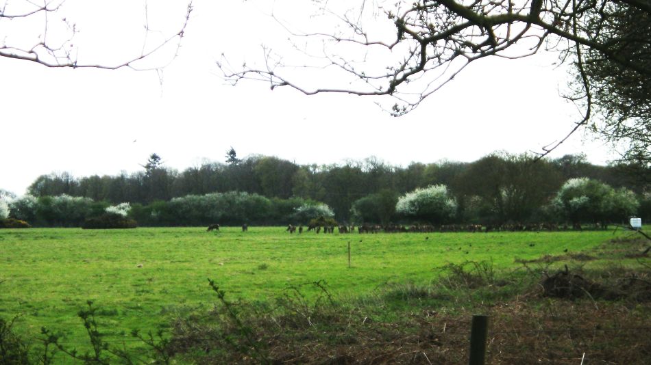 2018-04-23 17 Westleton and Heath.jpg