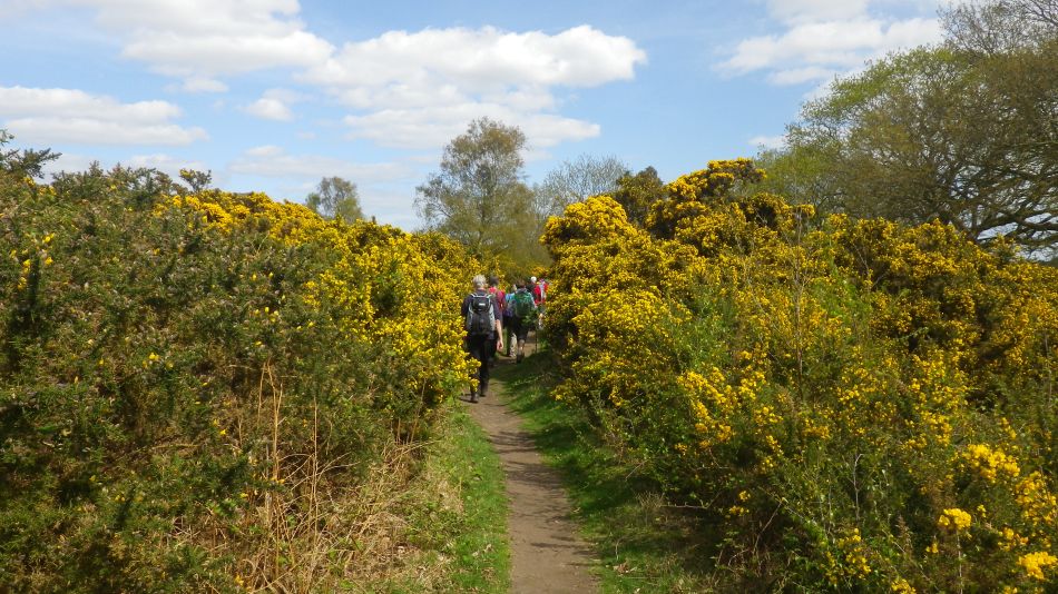 2018-04-23 18 Westleton and Heath.jpg