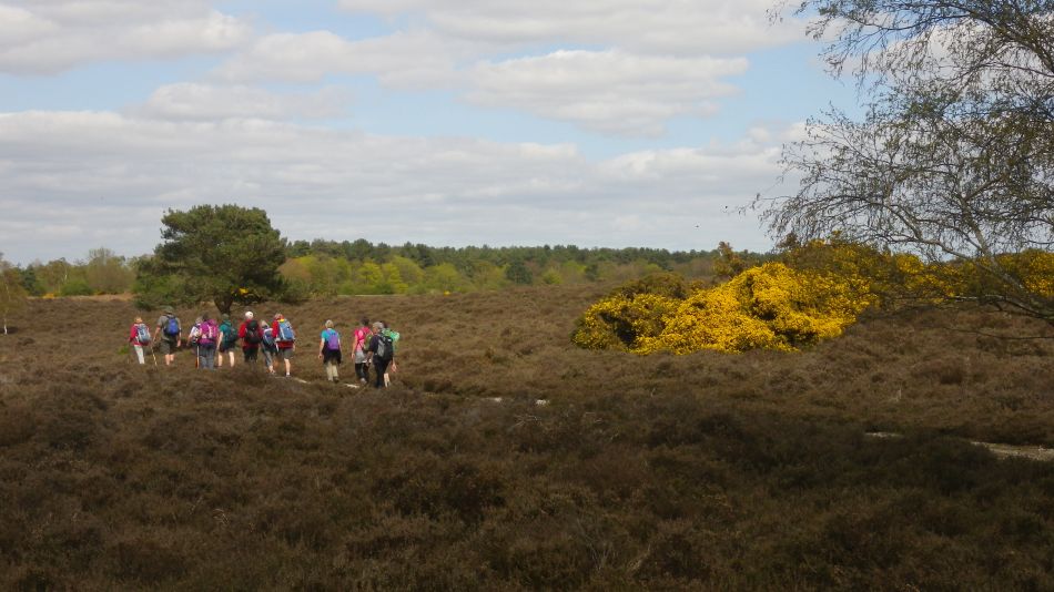 2018-04-23 19 Westleton and Heath.jpg