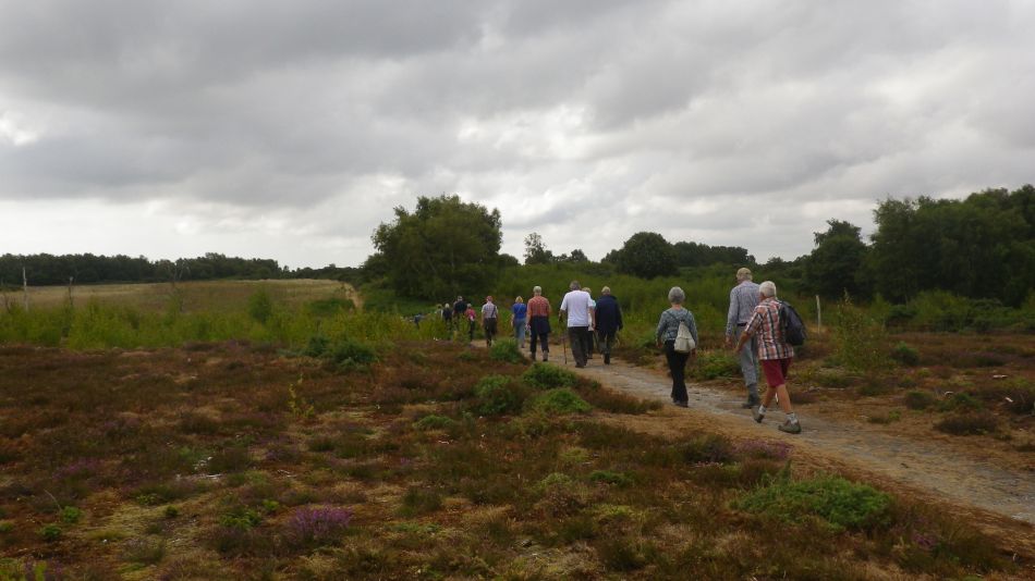 2018-07-11 01 Westleton Heath.jpg