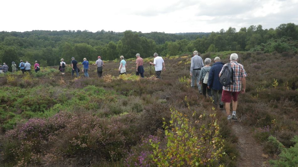 2018-07-11 03 Westleton Heath.jpg