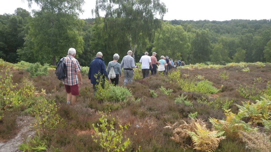 2018-07-11 04 Westleton Heath.jpg