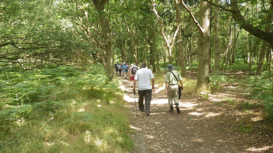 2018-07-11 08 Westleton Heath.jpg