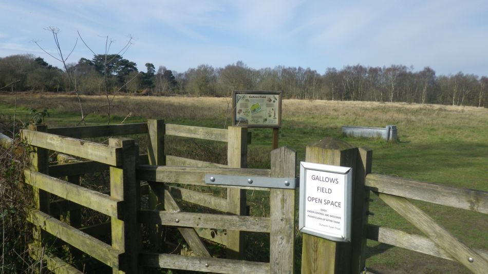 2020-03-04 03 Westleton Broom Hill Dunwich Forest.jpg