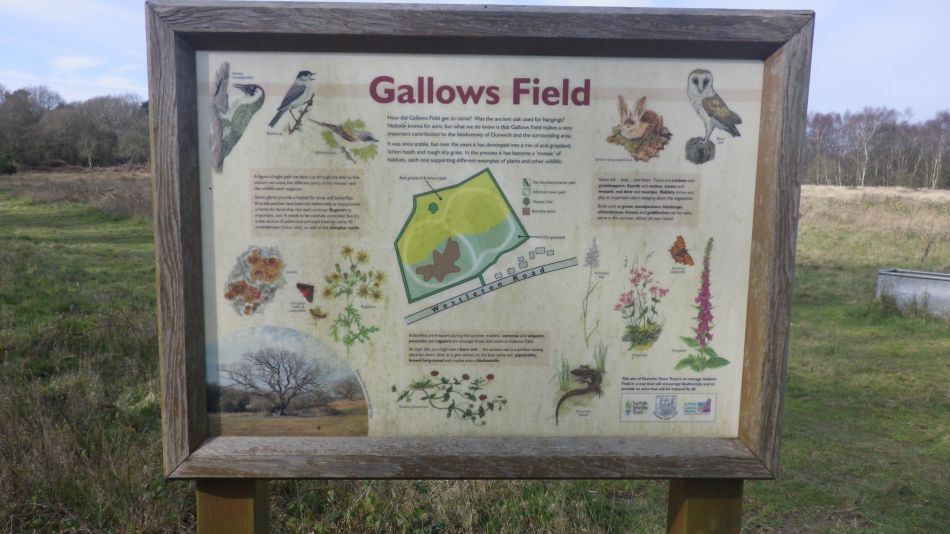 2020-03-04 04 Westleton Broom Hill Dunwich Forest.jpg