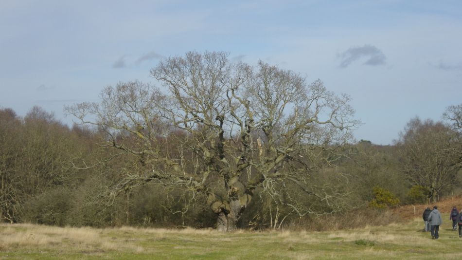 2020-03-04 06 Westleton Broom Hill Dunwich Forest.jpg