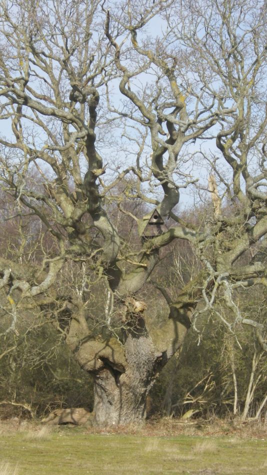 2020-03-04 07 Westleton Broom Hill Dunwich Forest.jpg