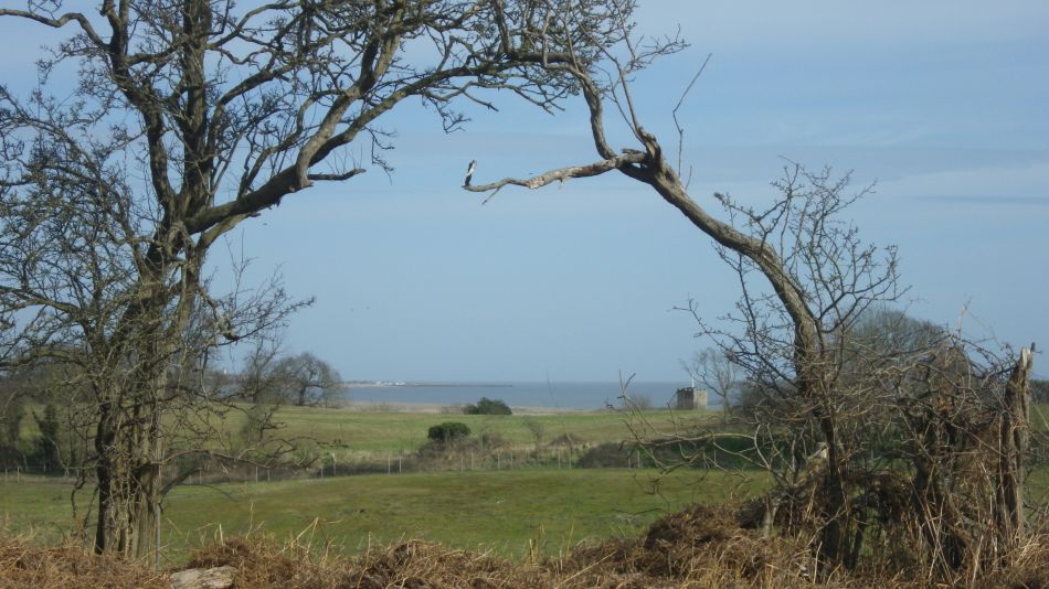 2020-03-04 08 Westleton Broom Hill Dunwich Forest.jpg