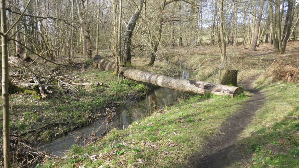 2020-03-04 10 Westleton Broom Hill Dunwich Forest.jpg