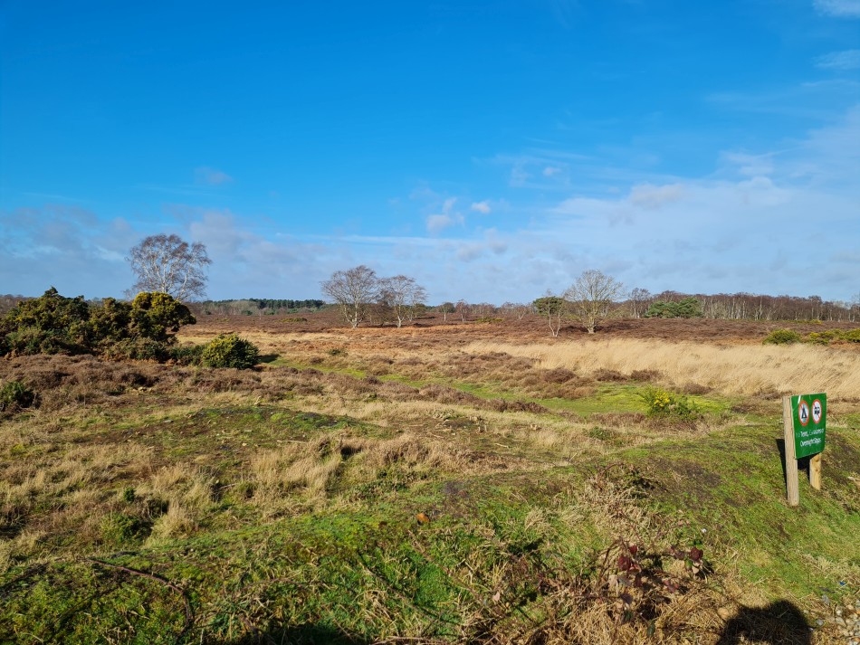 2022-02-16 04 Westleton Heath.jpg