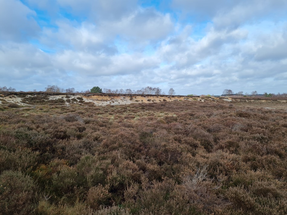 2022-02-16 05 Westleton Heath.jpg