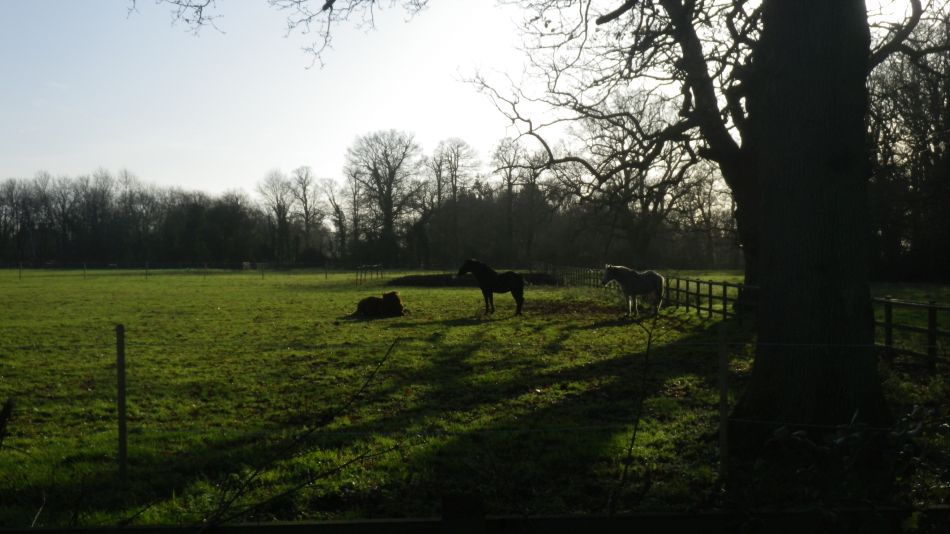 2019-12-11 06 Mettingham.jpg