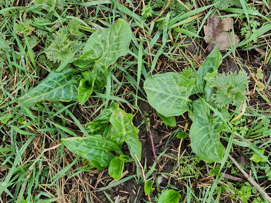 2023-03-19 02 Shipmeadow Ringsfield Saint Andrew.jpg