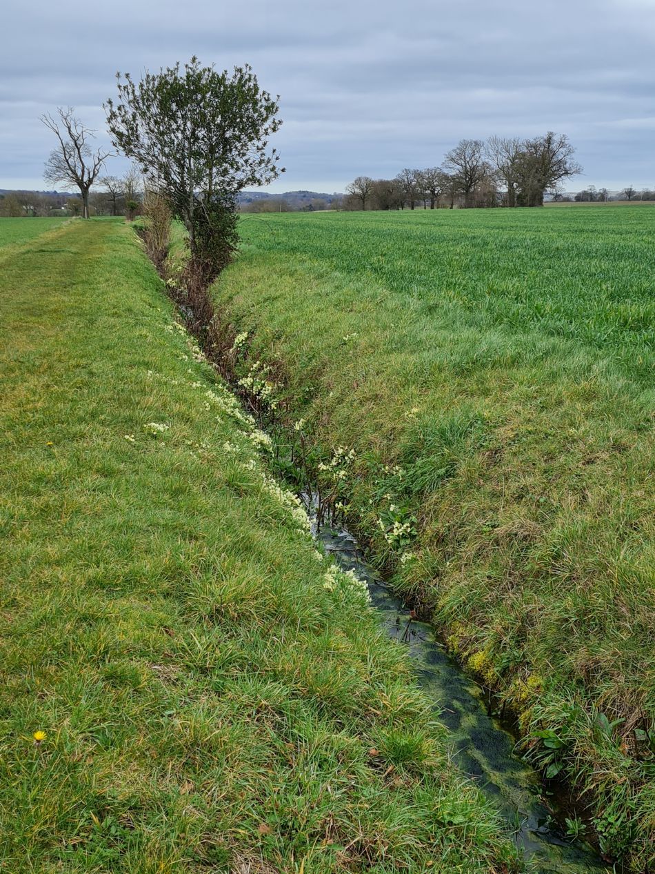 2023-03-19 12 Shipmeadow Ringsfield Saint Andrew.jpg