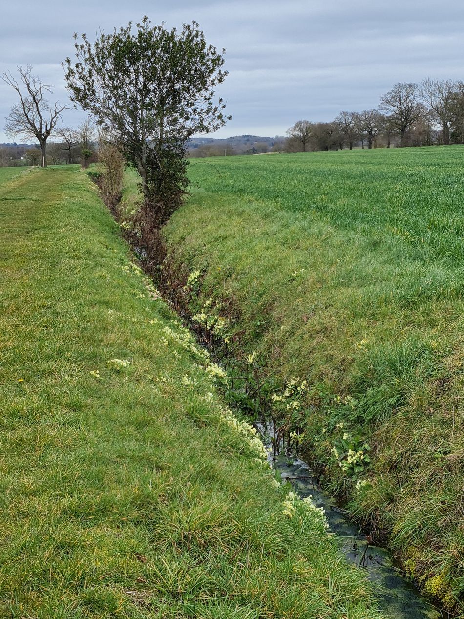 2023-03-19 13 Shipmeadow Ringsfield Saint Andrew.jpg