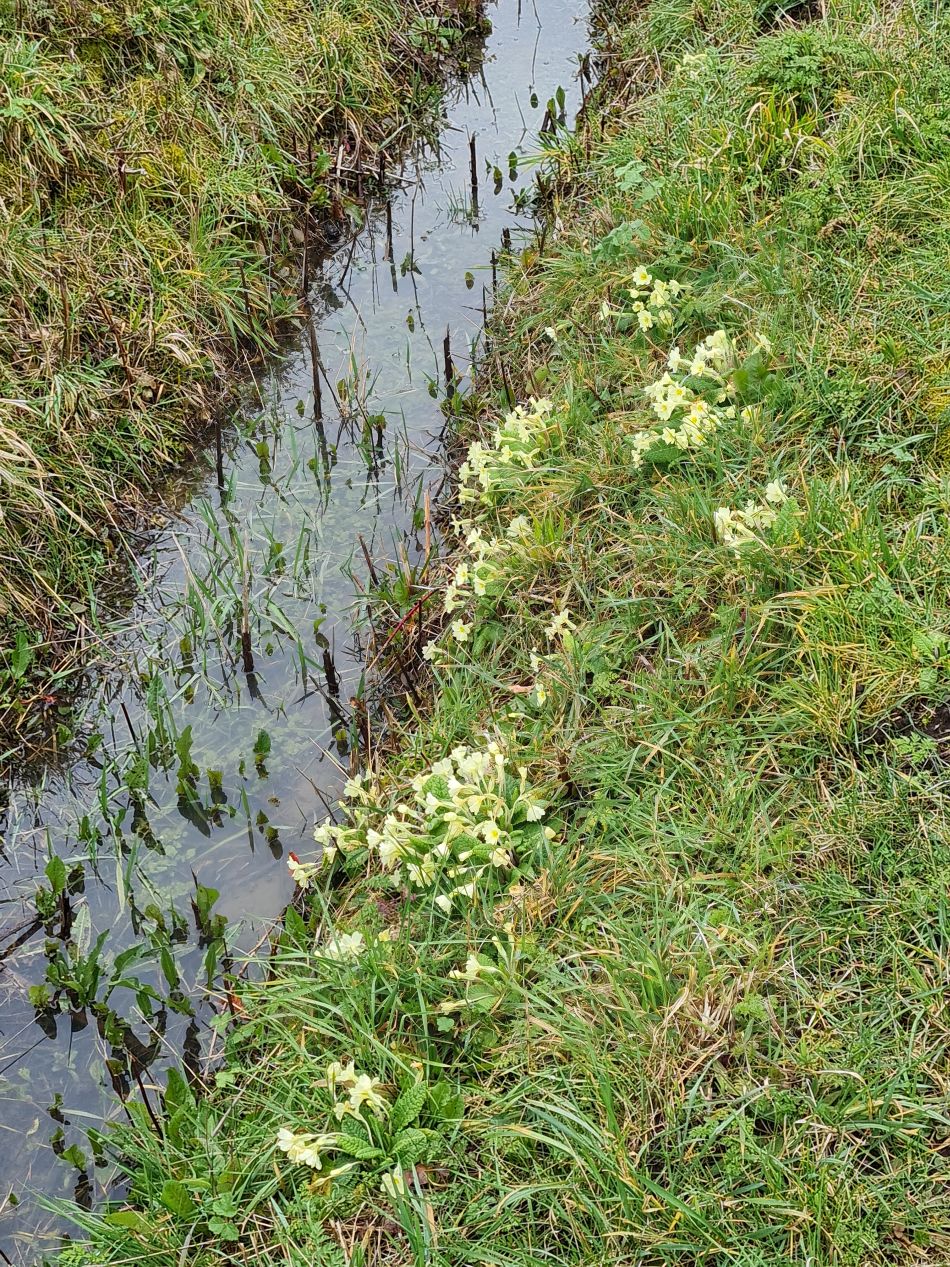 2023-03-19 14 Shipmeadow Ringsfield Saint Andrew.jpg