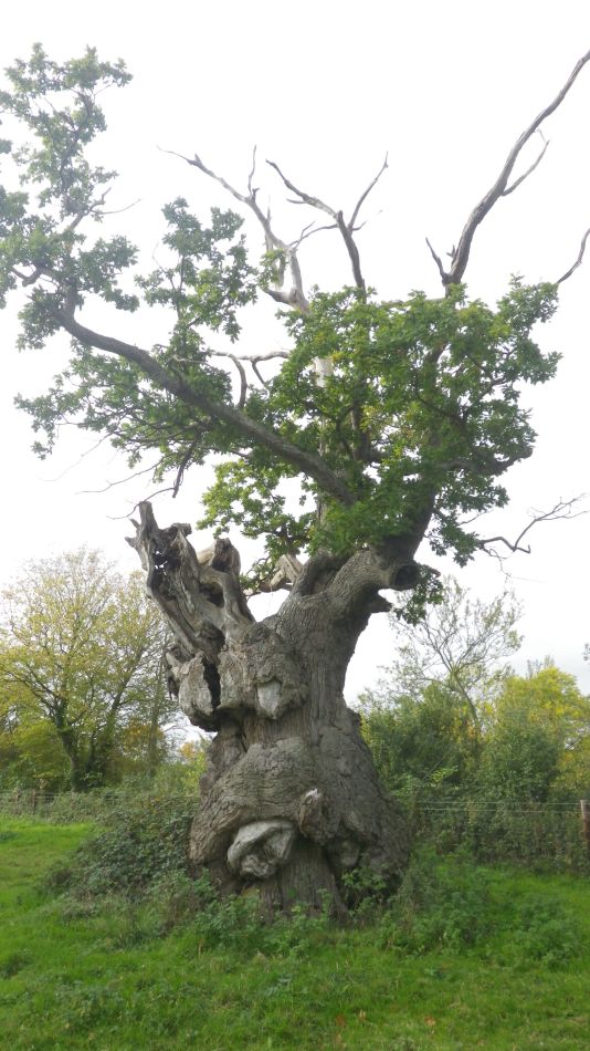 2017-10-11 04 Yoxford.jpg