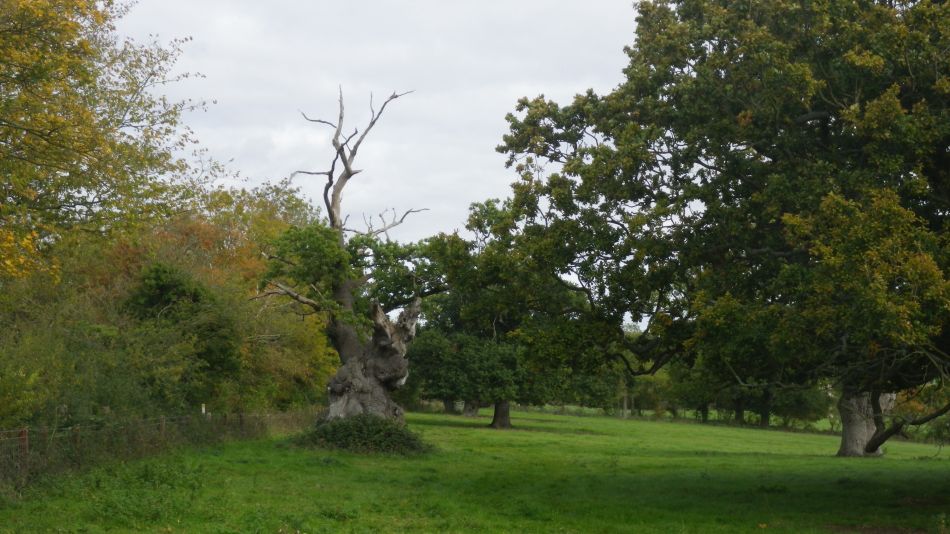 2017-10-11 05 Yoxford.jpg