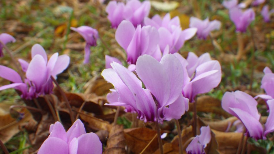 2019-10-09 04 Yoxford.jpg