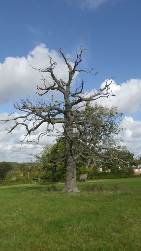 2019-10-09 14 Yoxford.jpg