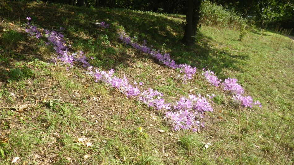 2018-09-15 11 Bergh Apton Ashby Hellington.jpg