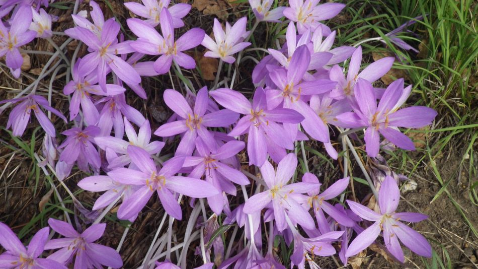 2018-09-15 13 Bergh Apton Ashby Hellington.jpg