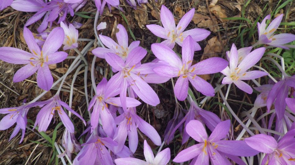 2018-09-15 14 Bergh Apton Ashby Hellington.jpg