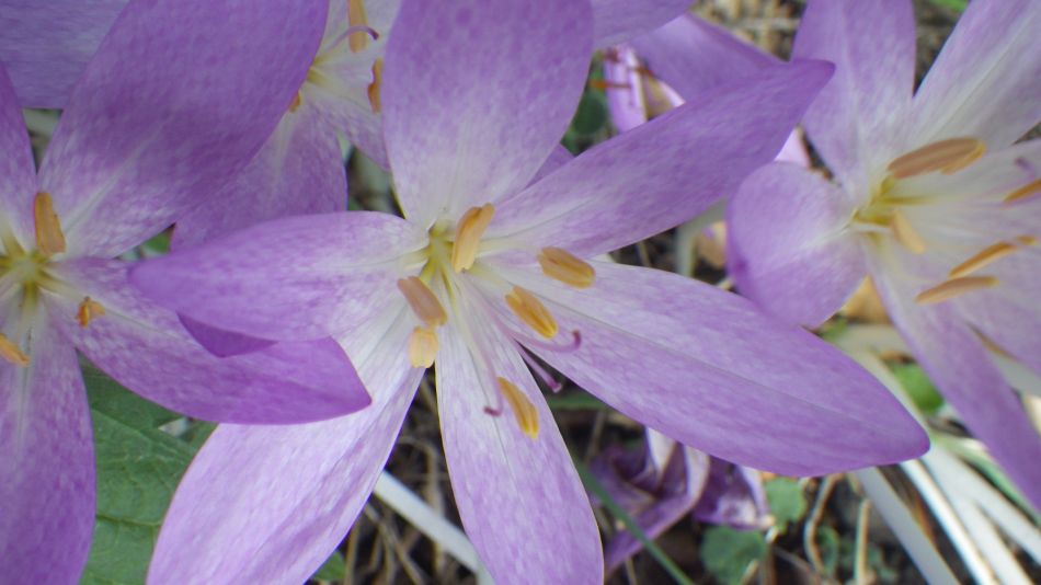 2018-09-15 16 Bergh Apton Ashby Hellington.jpg