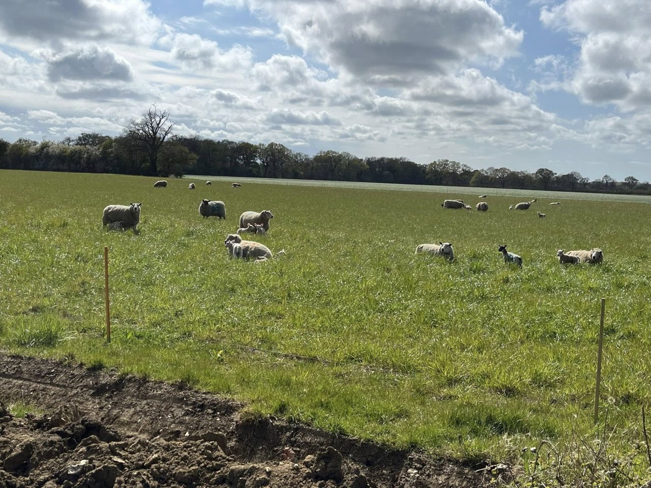 2025-04-20 01 Frostenden.jpg