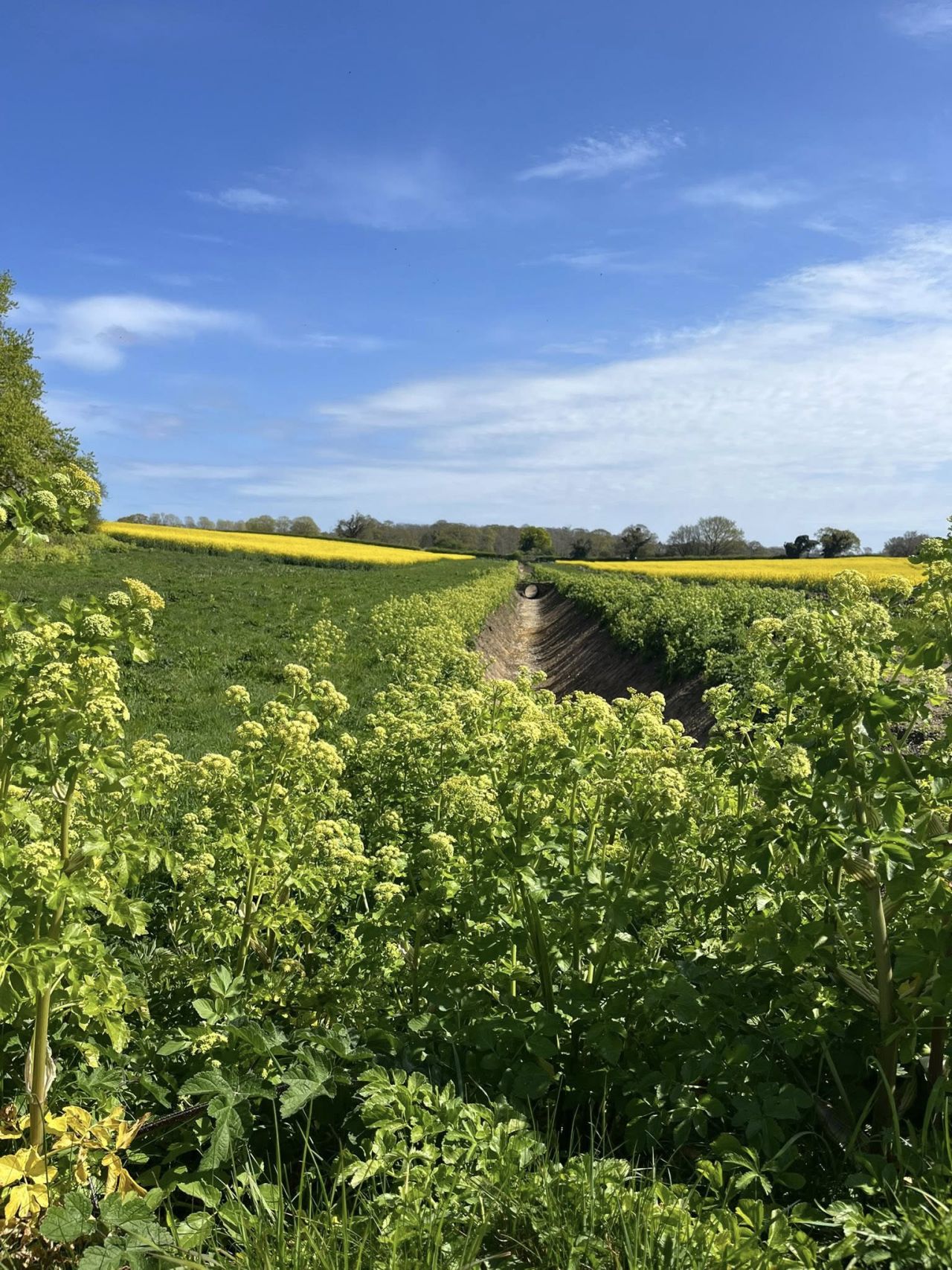 2025-04-20 02 Frostenden.jpg