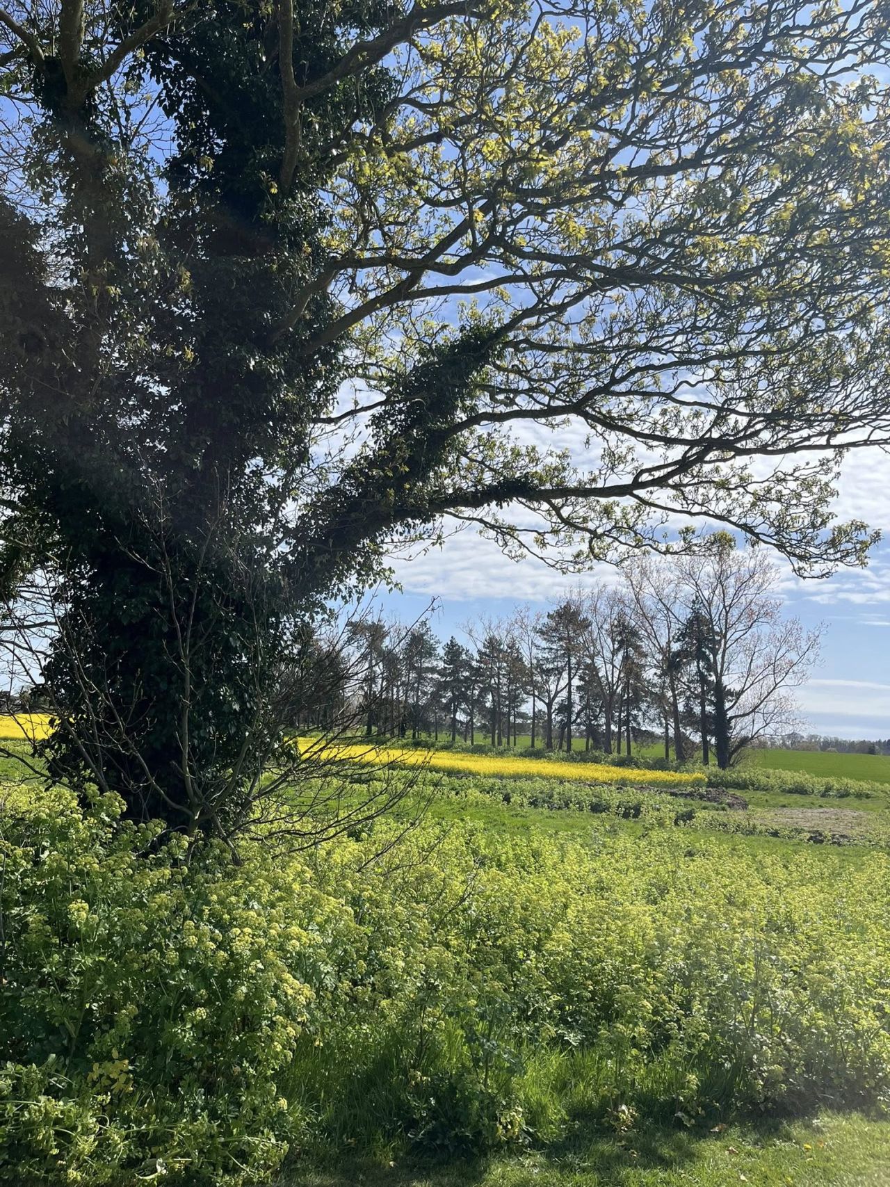 2025-04-20 04 Frostenden.jpg